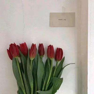 奥特曼系列ol果盘最新版下载
